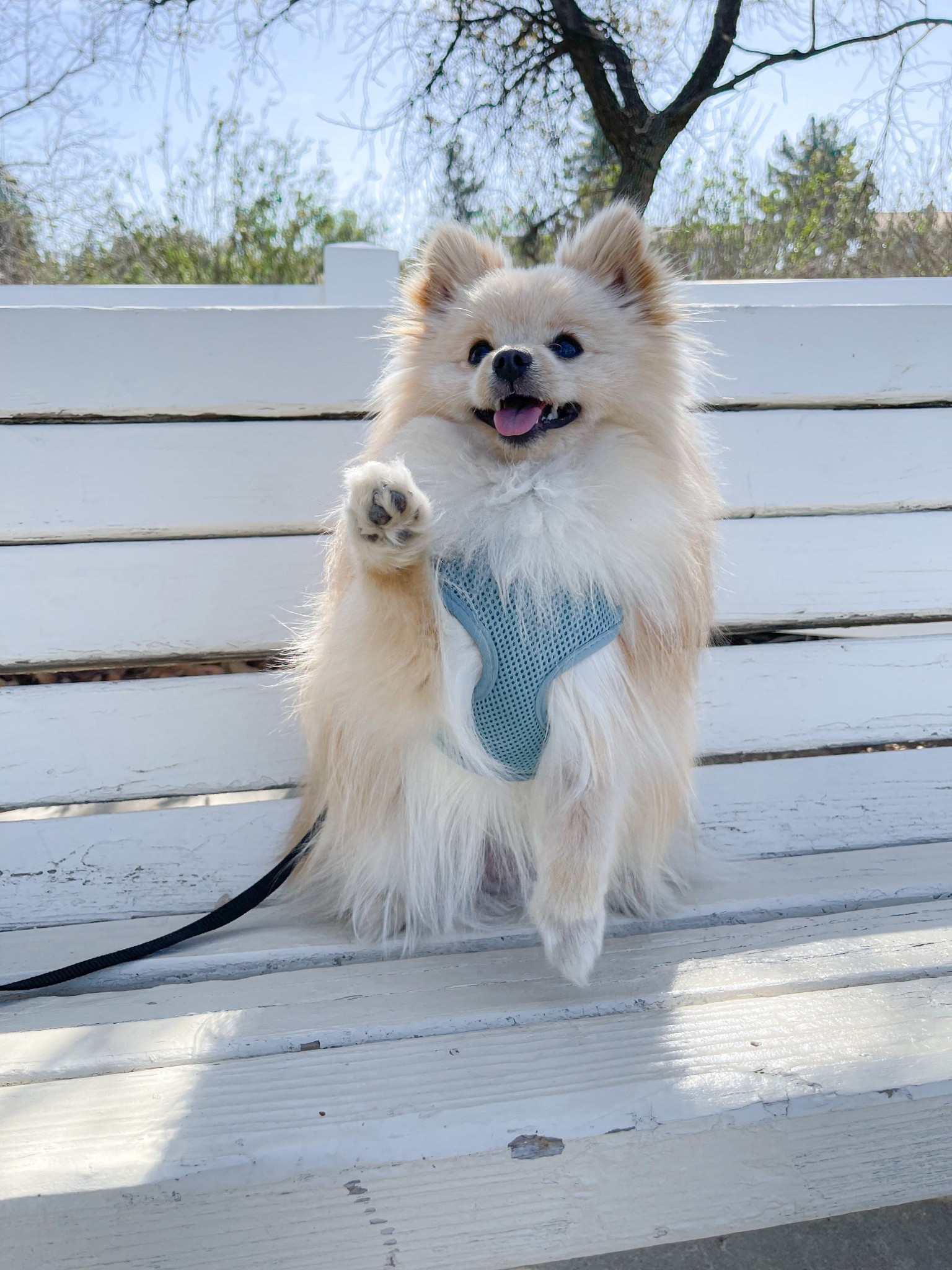 Some of our favorite items for Hudson Beau. 🩵

#ltkpets
Dog harness, small dogs, small dog brushes, dog leash, vegan dog treats.

#LTKmorningroutine #LTKdayinmylife