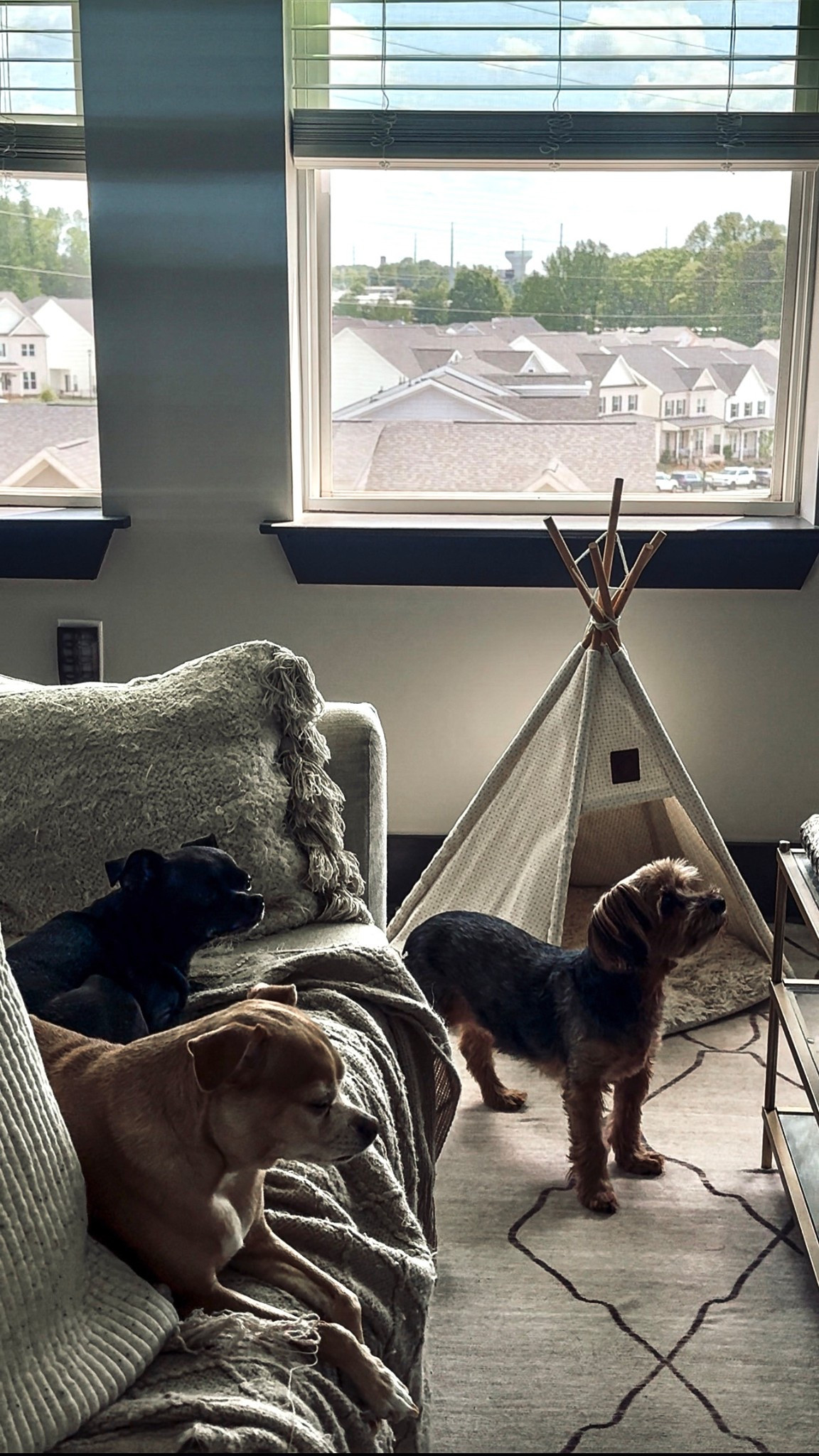 Apartment Therapy: Dog-Friendly Living Rooms  

#LTKPets #LTKHome #LTKStyleTip