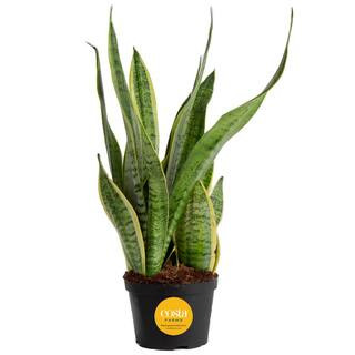 Costa Farms Grower's Choice Sansevieria Indoor Snake Plant in 6 in. Grower Pot, Avg. Shipping Hei... | The Home Depot