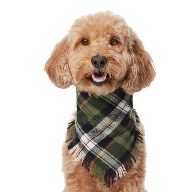 FRISCO Plaid Fringe Dog & Cat Bandana, Medium/Large, Green - Chewy.com | Chewy.com