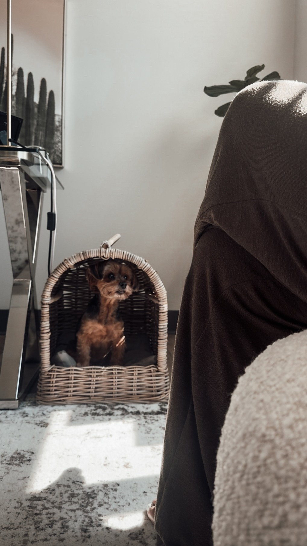 Canopy Dog Beds for Summer

Scroll to shop

#LTKPet

#LTKHome #LTKSeasonal