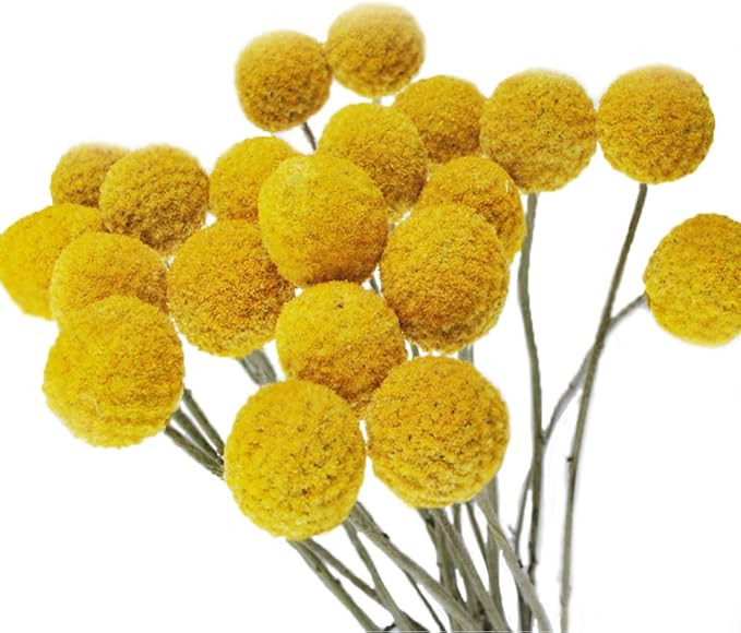 Color Life 30 Stems Natural Dried Flower - Craspedia/Billy Balls | Amazon (US)