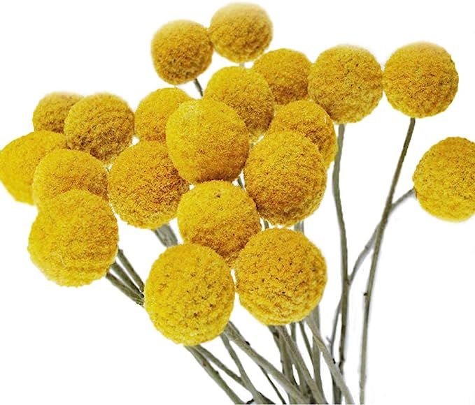 Color Life 30 Stems Natural Dried Flower - Craspedia/Billy Balls | Amazon (US)