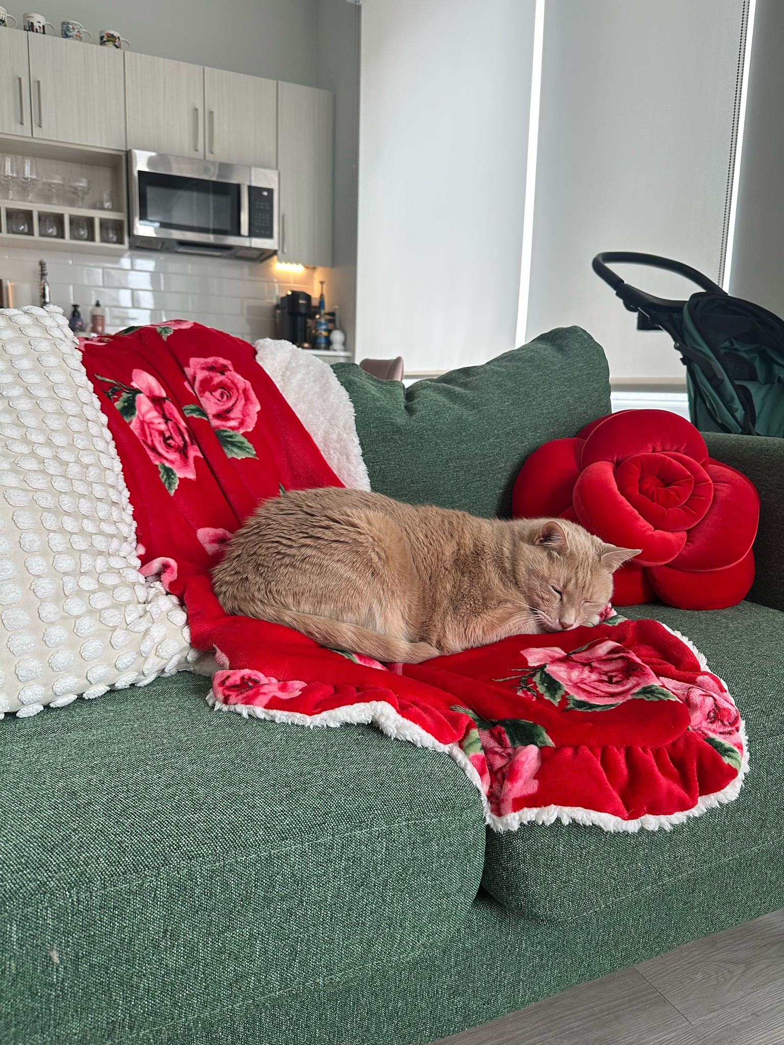 Pumpkin is loving the Valentine’s Day decor 🥹♥️🌹✨

#LTKStyleTip #LTKWatchNow #LTKSeasonal
