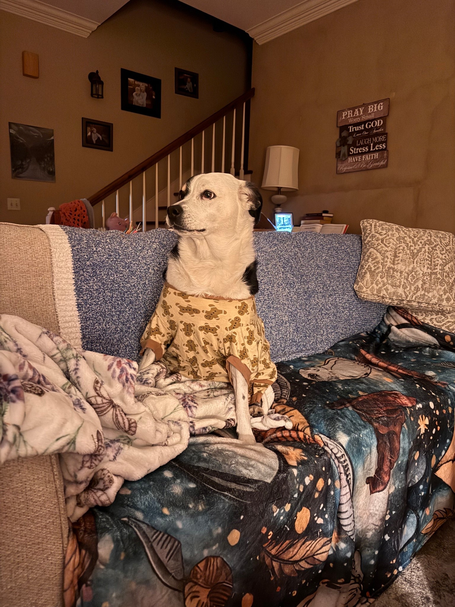 Ain’t she the cutest in her jammies!!! #PetClothes #PetFashion #PetStyle #PetOutfit #PetApparel #PetWear #StylishPets #FashionablePets #PetOOTD #DogClothes #DogFashion #DogStyle #DogOutfit #CatClothes #CatFashion #CatStyle #CatOutfit #CutePets #PetAesthetic #FurBaby #PamperedPets #SpoiledPets #PetInfluencer #PetSweater #PetHoodie #PetPajamas #CozyPets #LTKPets #LTKPetStyle #LTKFinds #ShopPetStyle #PetMustHaves #PetEssentials #PetFinds