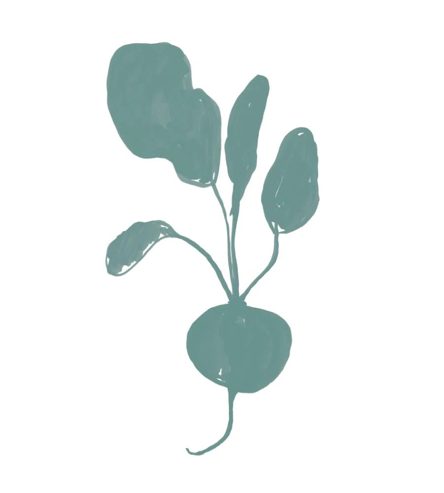 Radish 2 | Chasing Paper