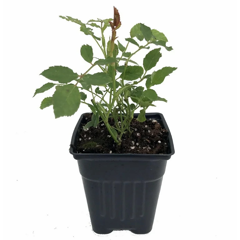 Baby Elizabeth Miniature Rose Bush - Fragrant/Hardy - 2.5" Pot | Walmart (US)
