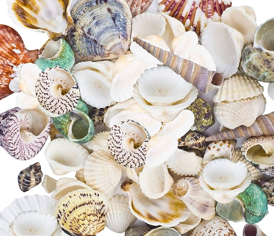80~85pcs Sea Shells Mixed Beach Seashells for Beach Theme Party Wedding Decorations DIY Crafts Ca... | Amazon (US)