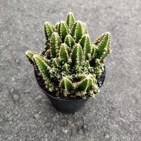 4"" Pot Live Cacti Plant Fairy Castle Acanthocereus Etragonus | Etsy (US)