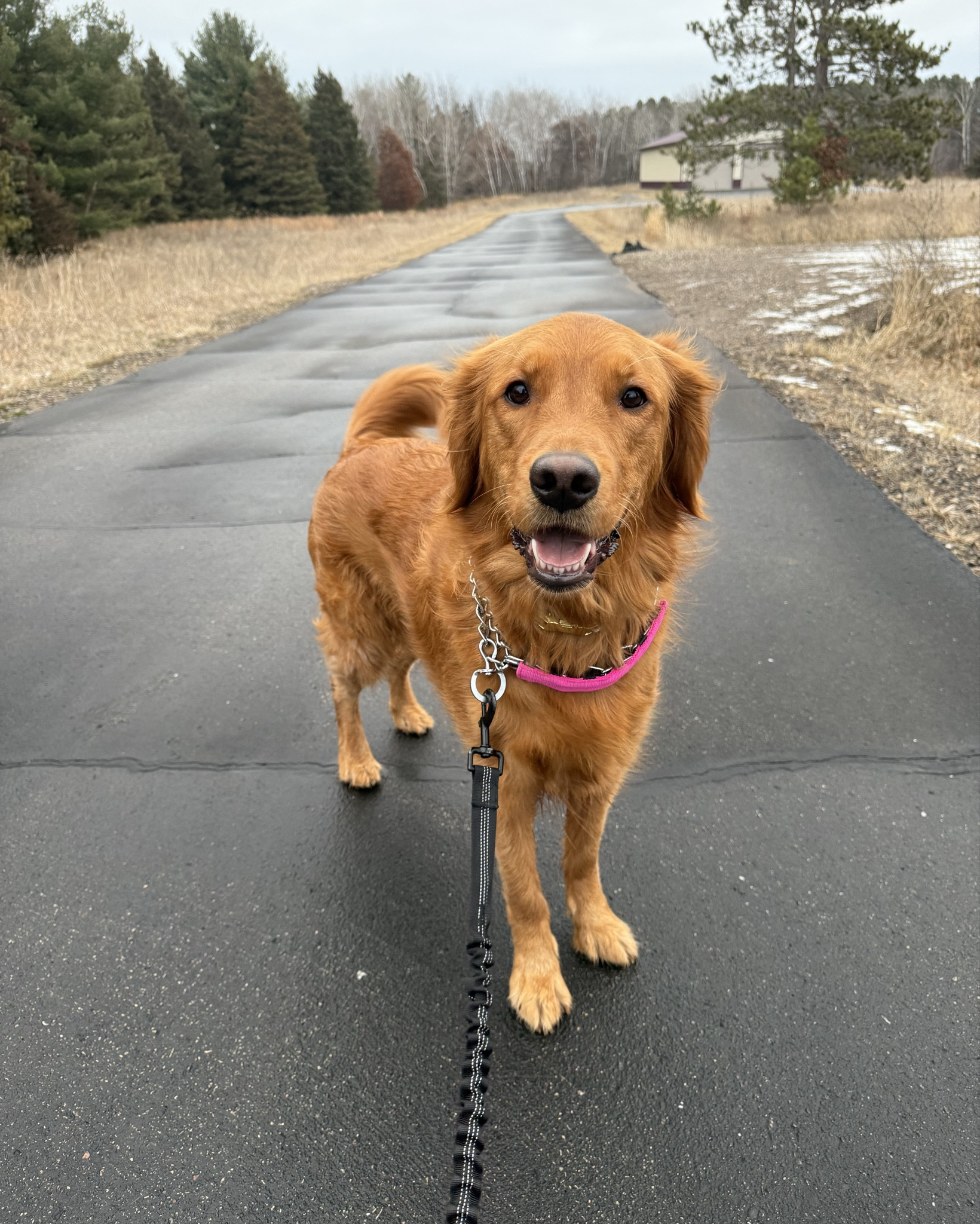 Belt leash and no pull collar are a game changer for walks!

#LTKActive #LTKGiftGuide #LTKFitness