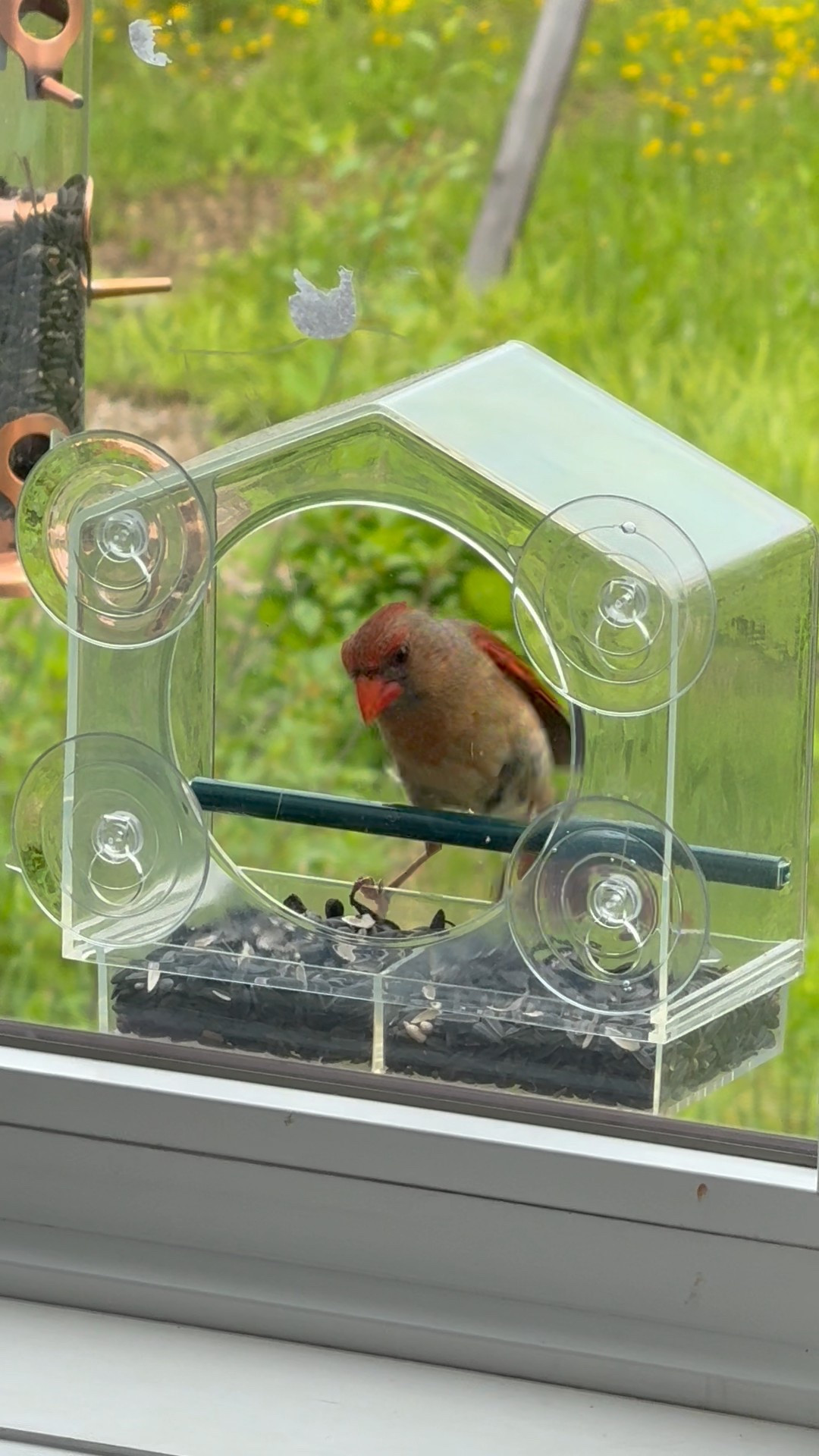 Window bird feeder has quickly become our new fave thing. The kids love watching our birdie friends get brave and visit us so closely 🦜

#LTKgiftguide #LTKpets #LTKfamily