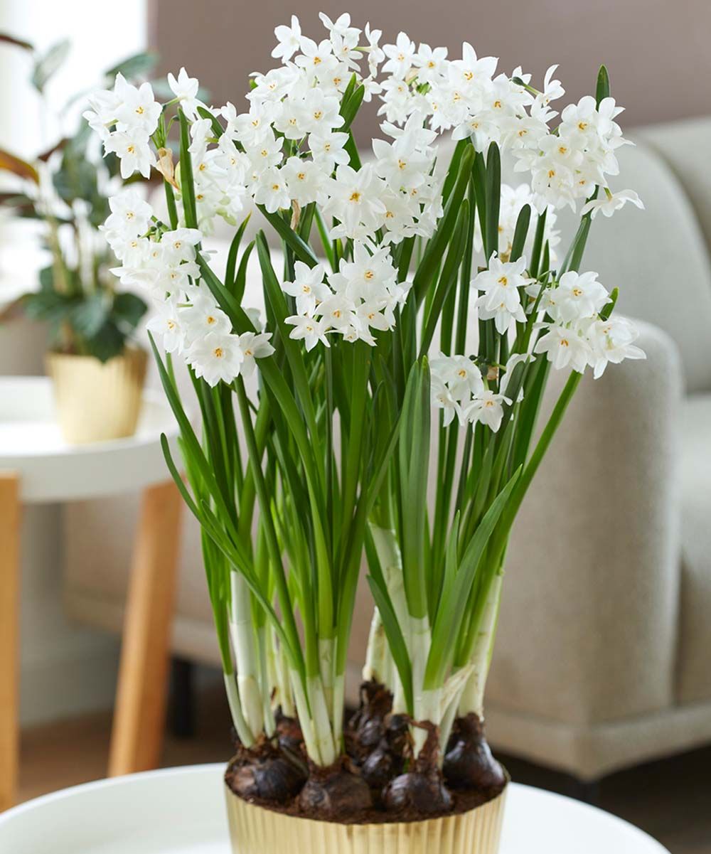 Van Zyverden Plant Bulbs White - Paperwhite Ziva Six-Bulb Set & Brass-Finish Planter | Zulily