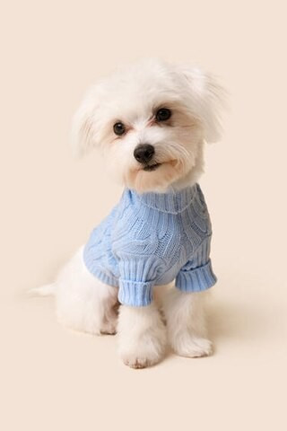 Mabel & James Blue Turtleneck Dog Sweater - francesca's | Francesca's