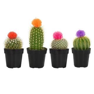 ALTMAN PLANTS 2.5 in. Cactus with Deco Flower Plant Collection (4-Pack)-0880047 - The Home Depot | The Home Depot
