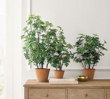 Faux Potted Citronella | Pottery Barn (US)