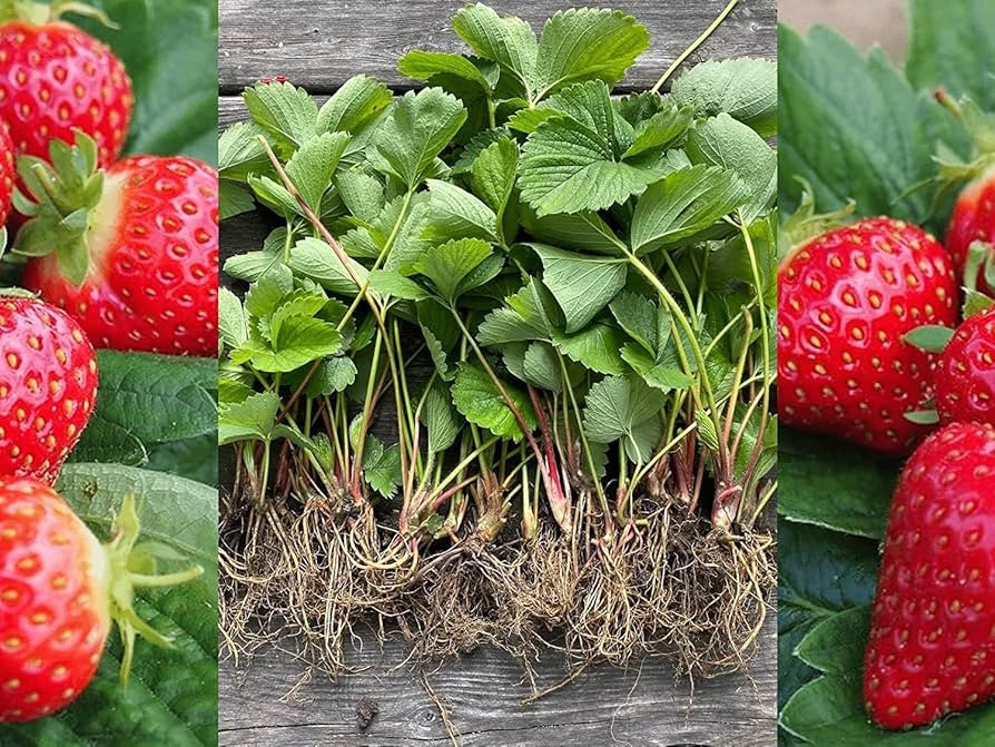 10 x Strawberry Plant Mix Bare Root Plants Including A Mix of High Yeilding Varities (Regular Pac... | Amazon (UK)
