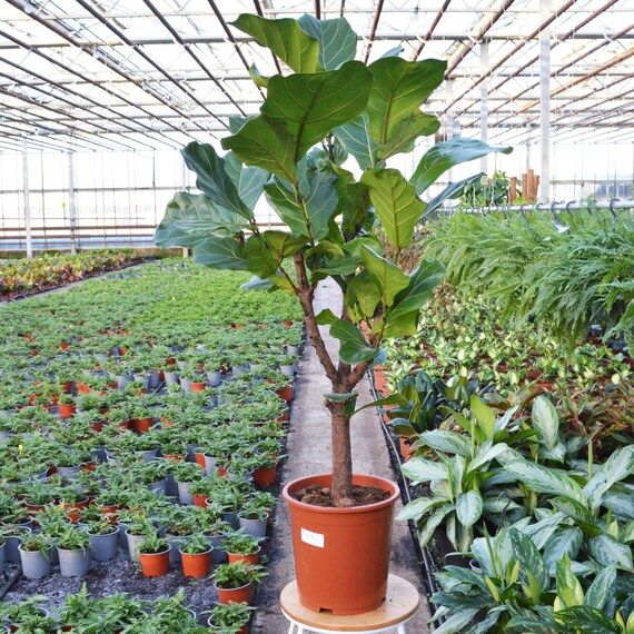 Ficus Lyrata Tree  Fiddle Leaf Fig  House Plant  27cm Pot  | Etsy | Etsy (UK)