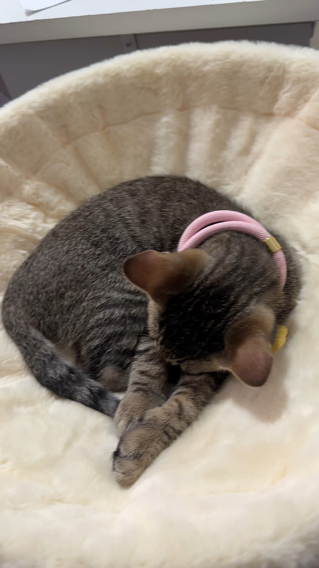 🐱💻 CAT PARENTS… you NEED to see this! My kittens are obsessed with this cat desk bed, and I seriously wish I had bought it sooner! They get to curl up right next to me while I work, and I finally get my keyboard AND computer screen back. 😂🙌 Cozy kitties + productive cat mom = WIN! 💕🐾

#LTKPets #LTKFinds #LTKMustHaves #LTKWorkFromHome

#LTKHome #LTKdayinmylife #LTKselfcare #LTKHome