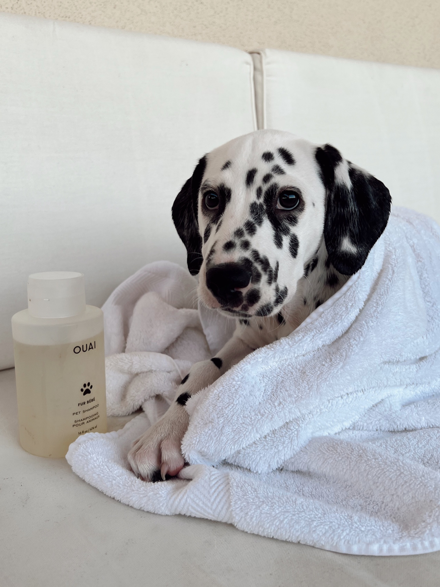 the best smelling Dog Shampoo 🧼🐶

#LTKFind #LTKhome #LTKunder50