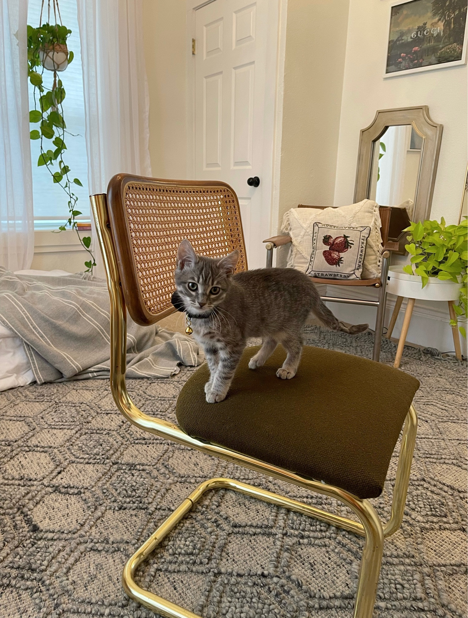 Mine (and Mateo’s) fav chair 🐾

#LTKSeasonal #LTKhome #LTKGiftGuide