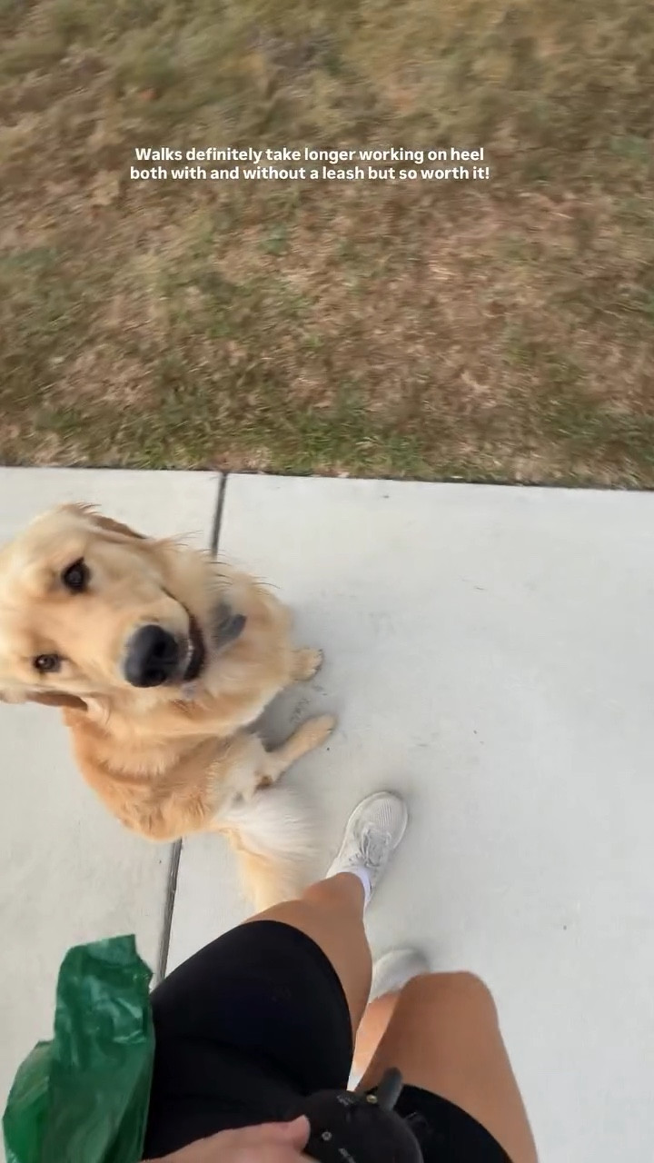 Walks definitely take longer working on heel both with and without a leash but so worth it!

Linking Jax’s e collar! This is what the trainer had him use and it has been so helpful!!

#LTKmorningroutine #LTKdayinmylife #LTKActive
