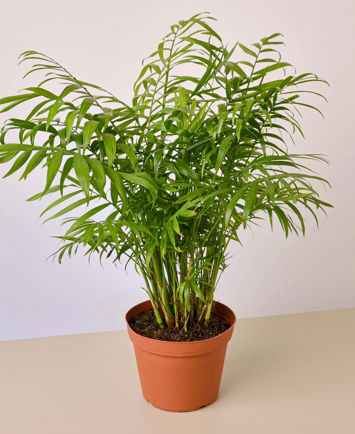 Parlor Palm Live Plant, 6" Pot | Macy's