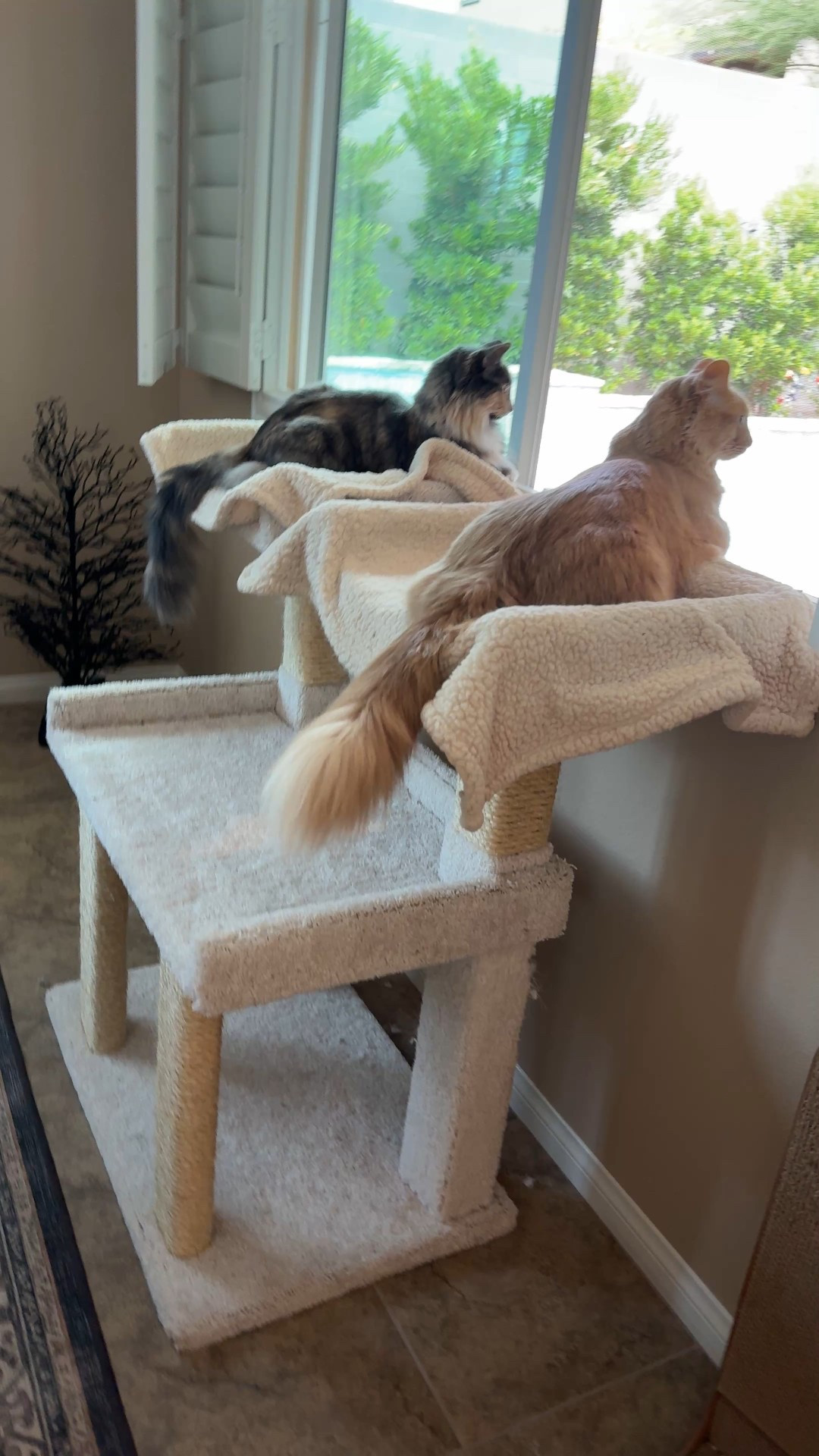Cats are in their cat tree at the window, enjoying their best life