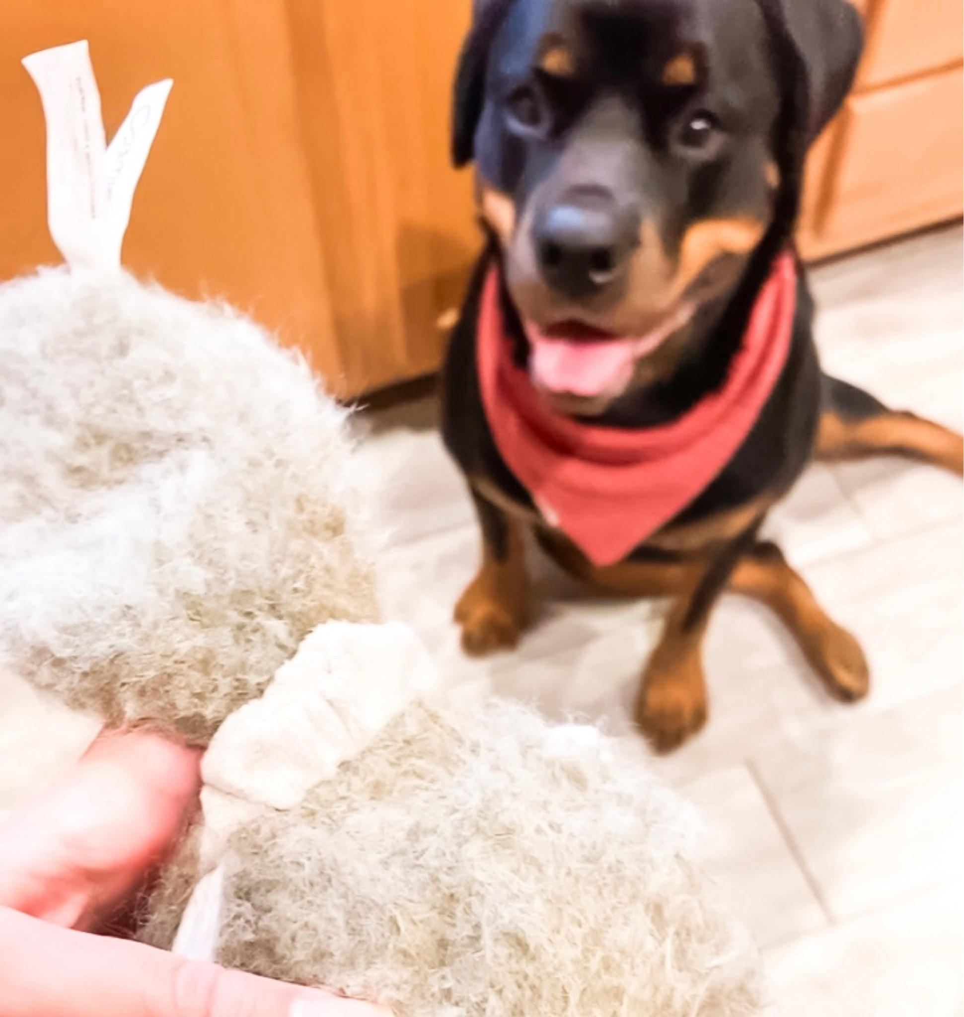 This Hyper Pet interactive toy has been a BIG hit in our house 🐶 Perfect for your high-energy pup!  

Dog toy | Interactive toy | Dog mom | Puppy playtime | Enrichment toy 

#LTKfindsunder50 #LTKGiftGuide #LTKHoliday