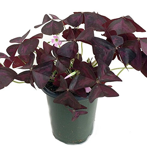 Rare 'Purple Rain' Shamrock Plant - Easy Houseplant - Oxalis - 4" Pot | Amazon (US)