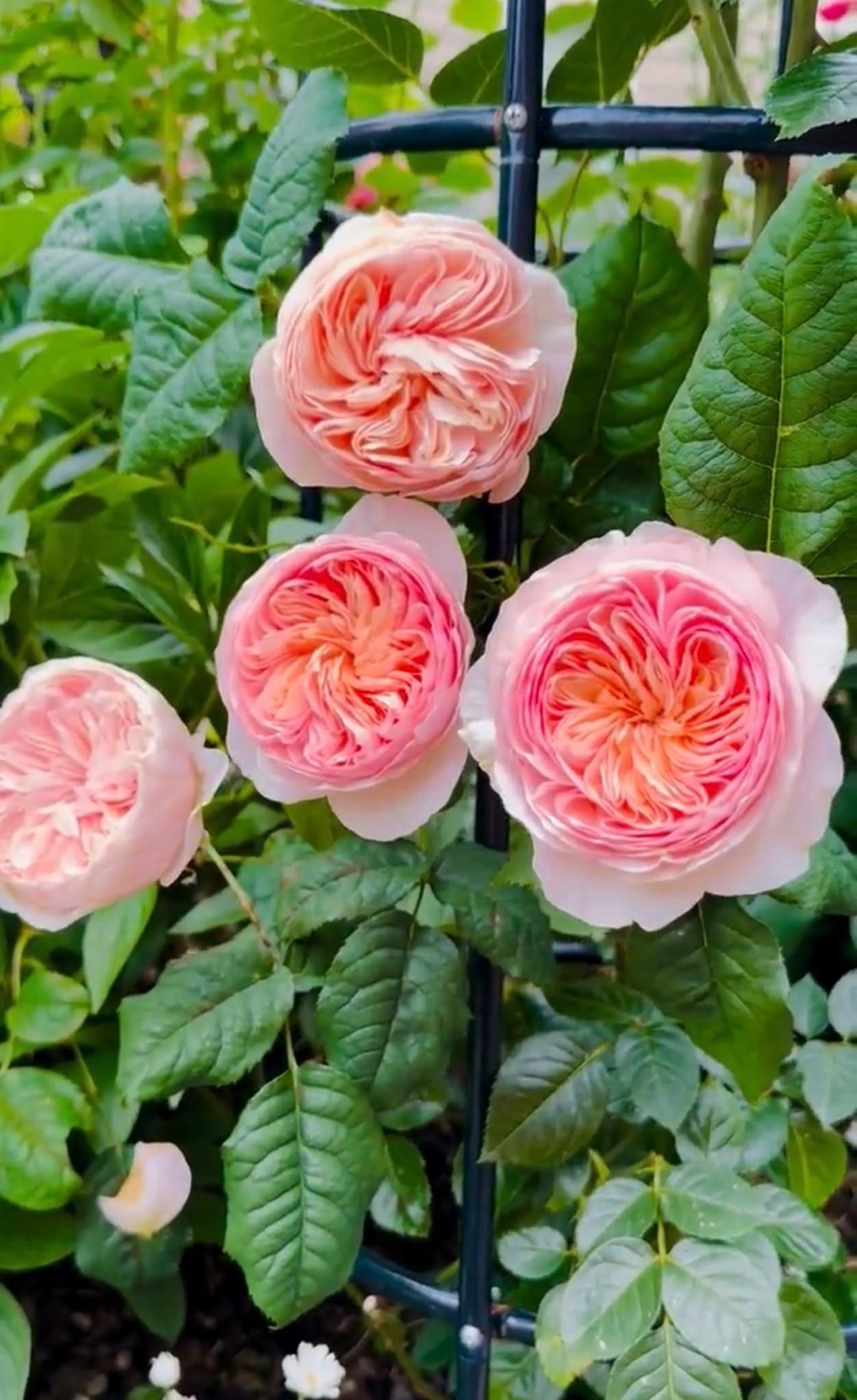 If you are looking for HanXian, the Chinese climbing Juliet  

#LTKHome #LTKSeasonal #LTKOver40