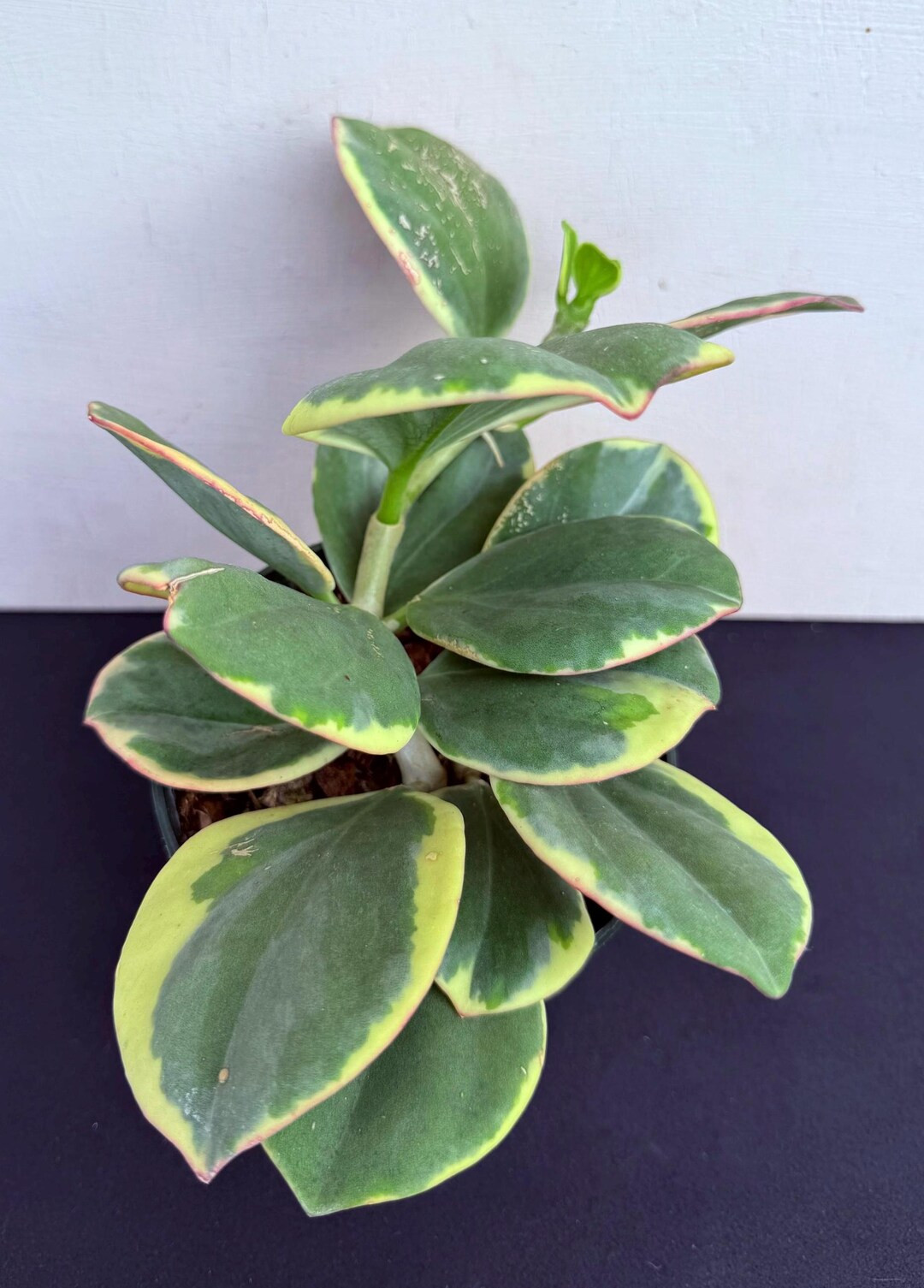 Hoya Pachyclada Albomarginata, W/a Peduncle in 4.5”pot - Rare Hoya - Wax Plant - Attractive Fol... | Etsy (US)