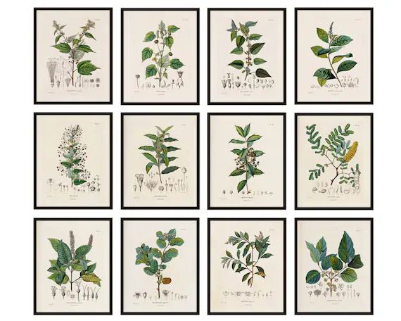 Botanical Studies Set of 12 8x10 Printables Antique French | Etsy | Etsy (US)