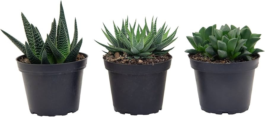 Costa Farms Succulents Fully Rooted Live Indoor Plant, 4-Inch Haworthia, in Grower's Pot | Amazon (US)