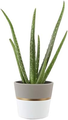 Costa Farms Aloe Vera Live Indoor Plant Ships in Modern Ceramic Planter, 10-Inch Tall, Excellent ... | Amazon (US)