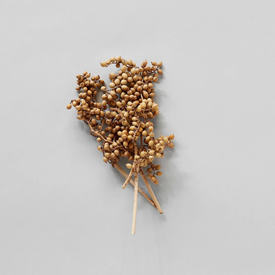 Dried Natural Canella | Bloomist | Bloomist, Inc