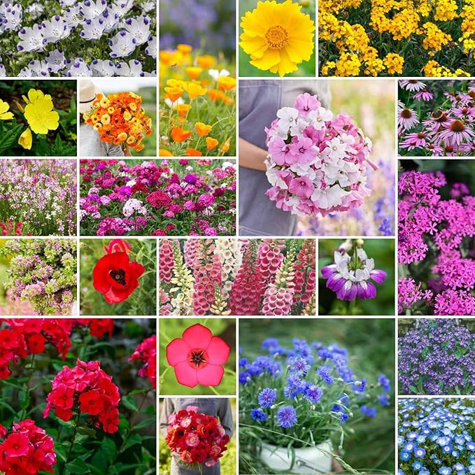 Eden Brothers Partial Shade Wildflower Mixed Seeds for Planting, 1/4 lb, 120,000+ Seeds with Swee... | Amazon (US)
