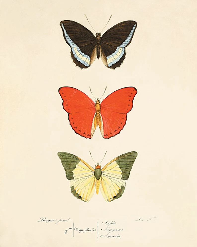 Vintage Butterfly Art Print Garden Art Print Cottage Art Victorian Print 1800s Antique Wall Art N... | Etsy (US)