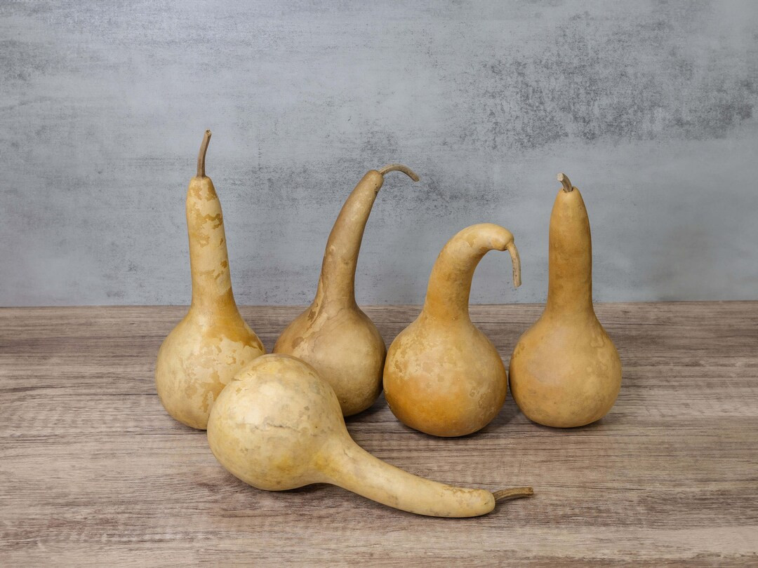 5 Dipper Gourds 4 Diameter Dried Gourds for Crafts and Decorating - Etsy | Etsy (US)