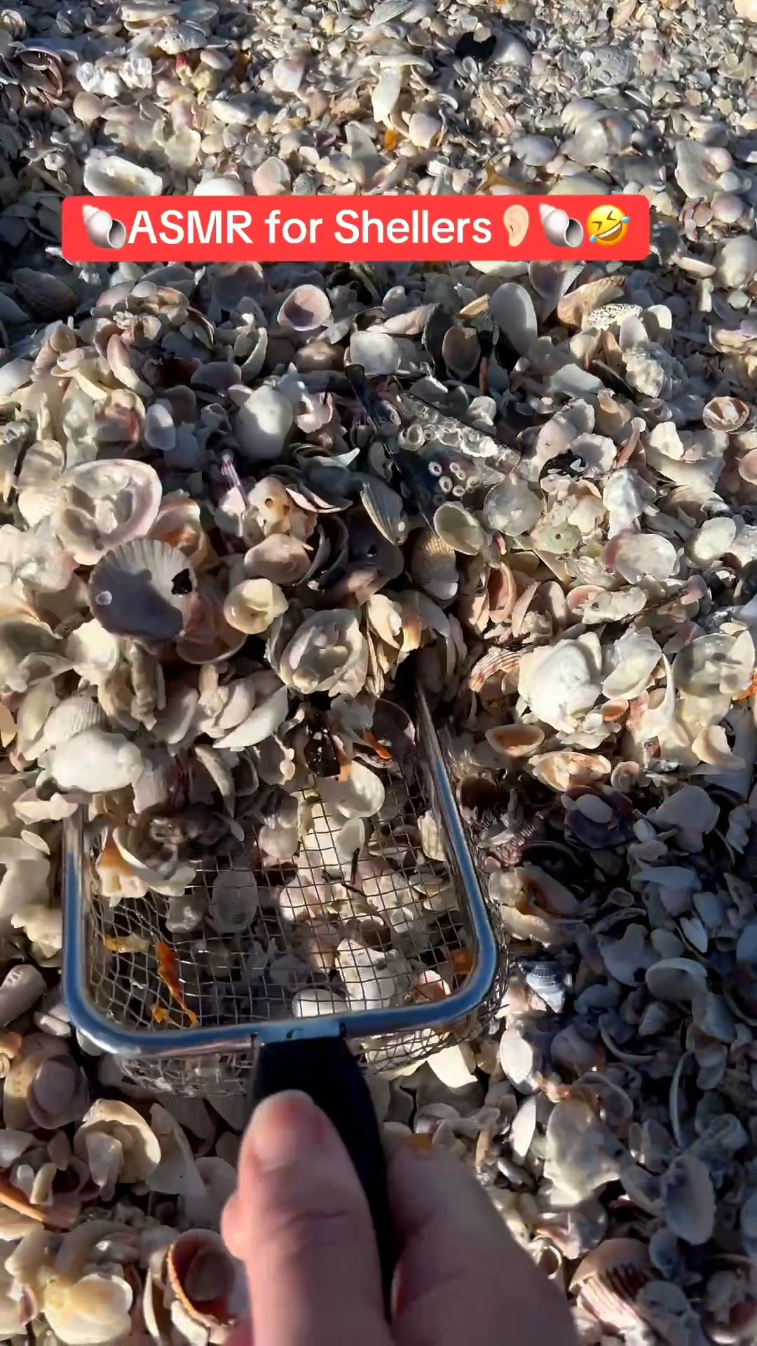 ASMR for Shellers! Am I right?🐚🤣😂🏖️

Love this scooper! It also come with a bag. Great for shelling next time you go to the beach.🏖️ 


#LTKSeasonal #LTKOver40 #LTKSaleAlert #LTKTravel #LTKgrwm #LTKSwim #LTKvlog