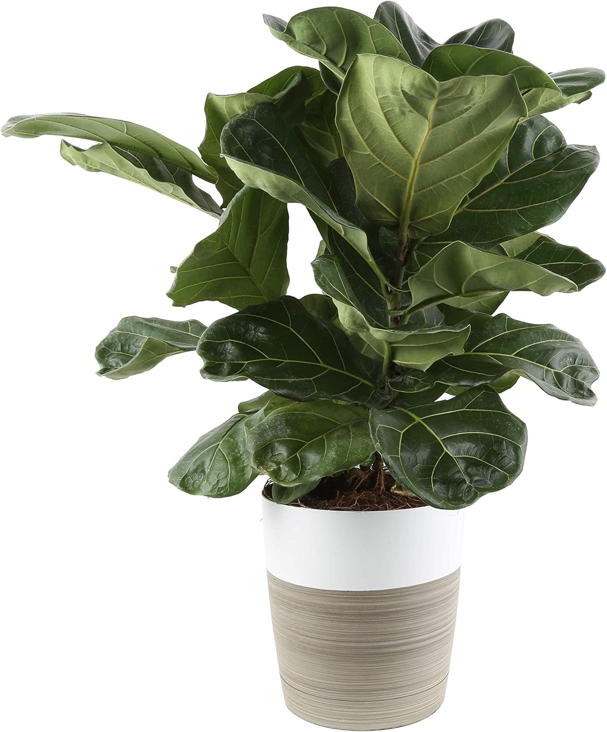 Costa Farms Live Ficus Lyrata, Fiddle-Leaf Fig, Indoor Tree, 2-Feet Tall, Ships in Décor Planter... | Amazon (US)