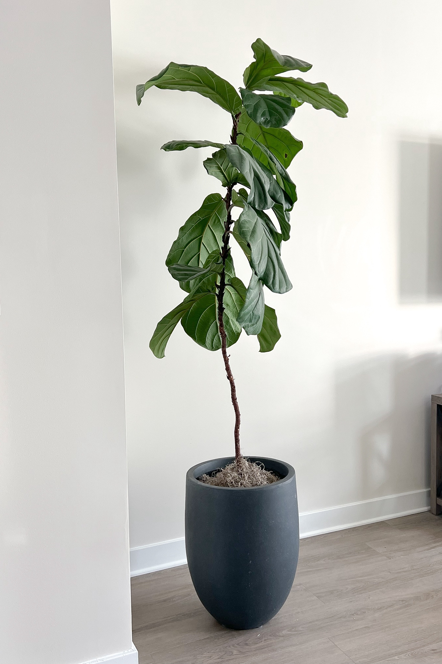 🌿🌳 best planter pot for large trees 


#LTKsalealert #LTKhome