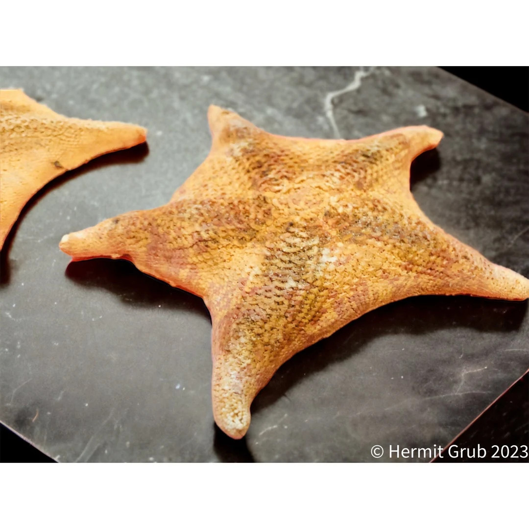 Bat Starfish - Etsy | Etsy (US)