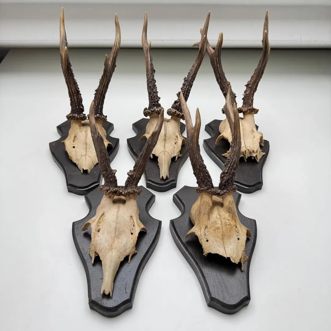 Vintage Roe Deer Antler Mount: Rustic Cabin Wall Decor, 1950s-70s Hunting Trophy - Etsy | Etsy (US)