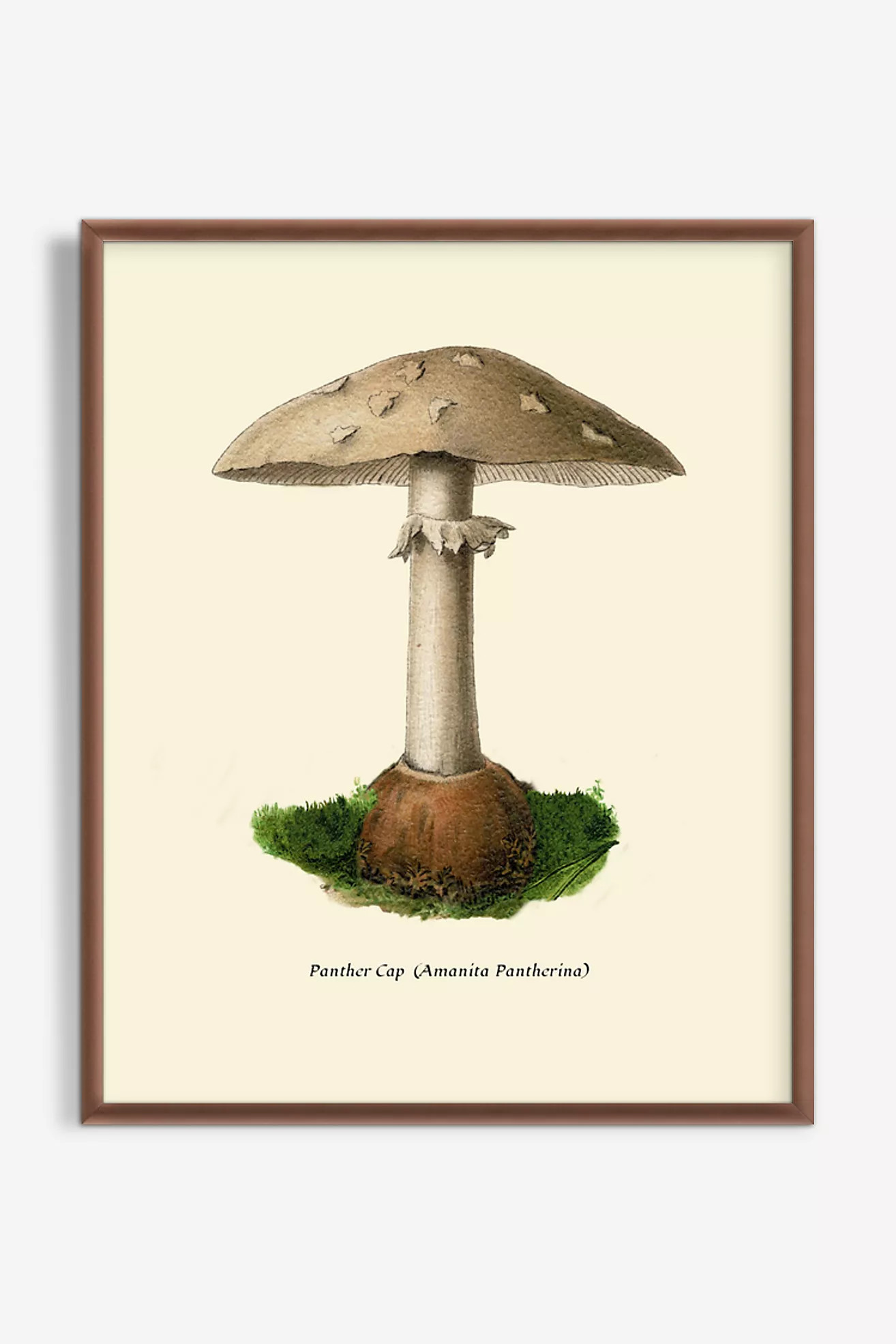 Mushroom Study Wall Art | Anthropologie (US)
