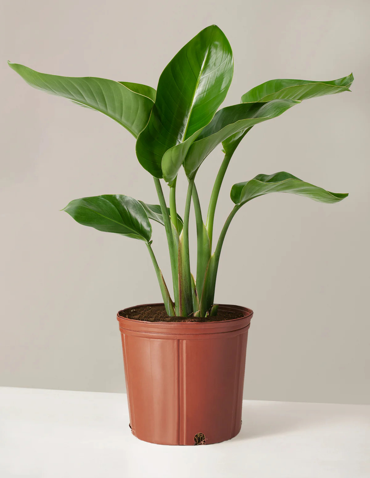 Large Bird of Paradise | The Sill