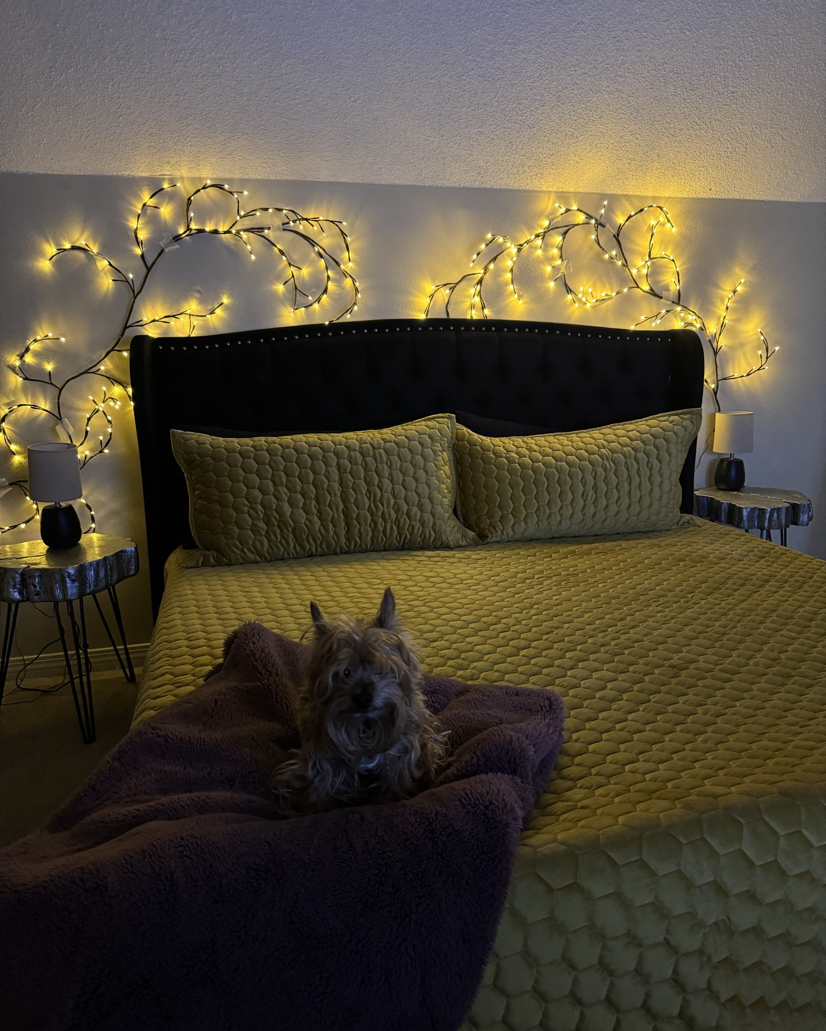 On love with all my Amazon home finds for my bedroom ⭐️ 

#LTKFindsUnder100 #LTKHome #LTKFindsUnder50