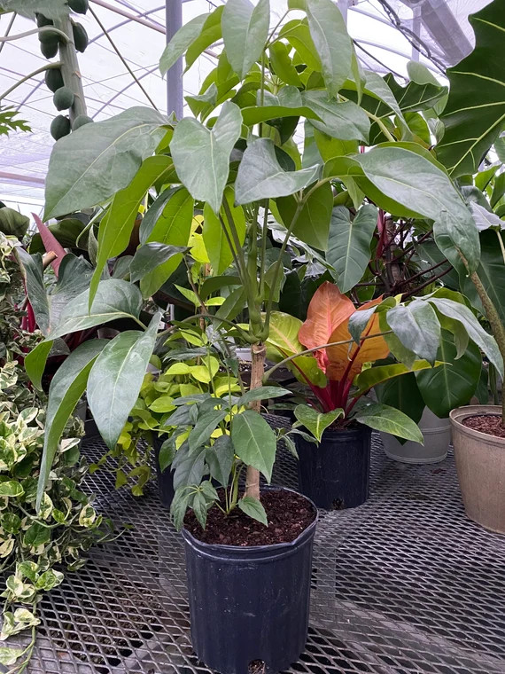 Schefflera Amate 2gal Grower Pot 32-36in Overall Height - Etsy | Etsy (US)