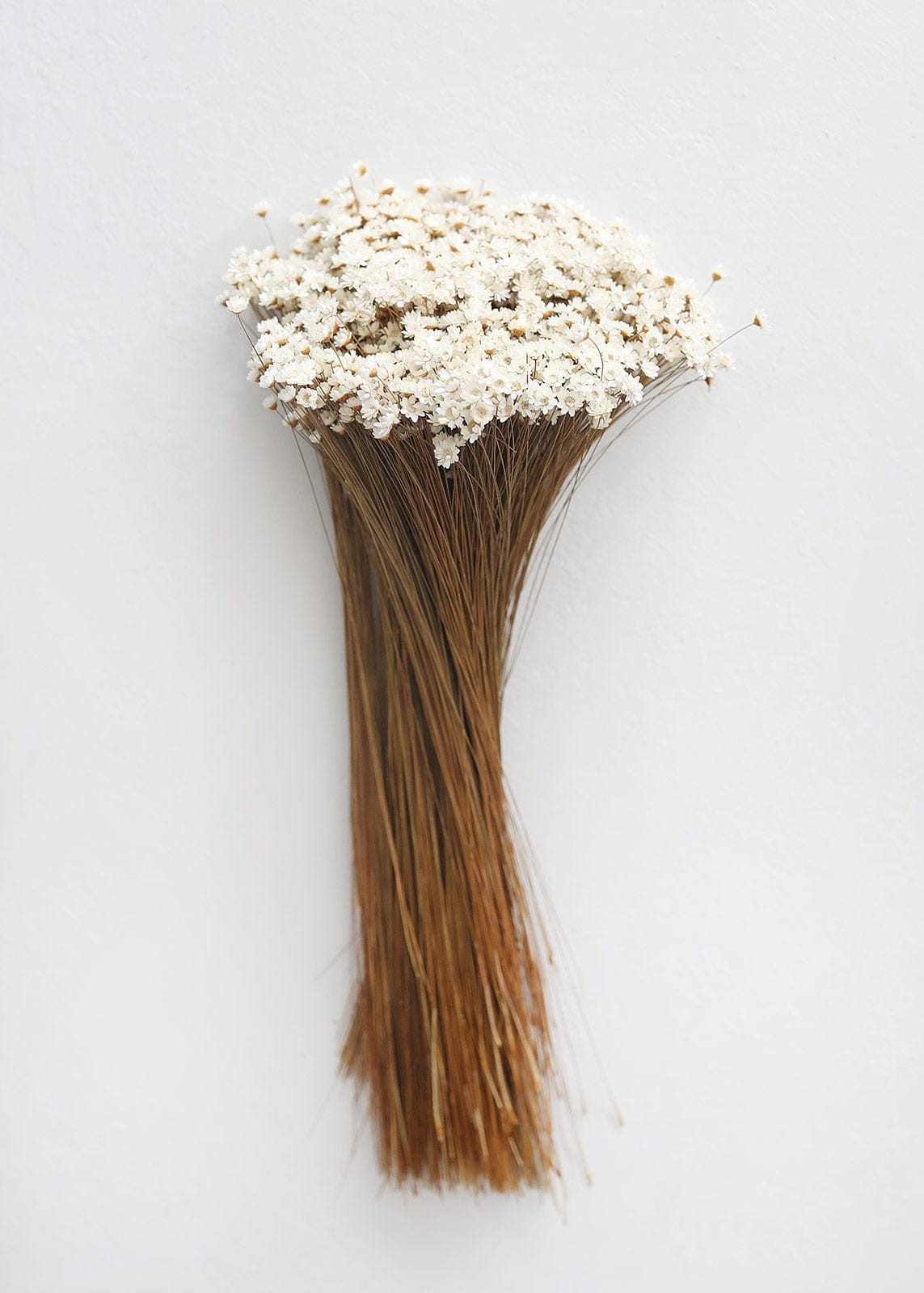 Natural Dried Star Flowers - 12-20 | Afloral (US)