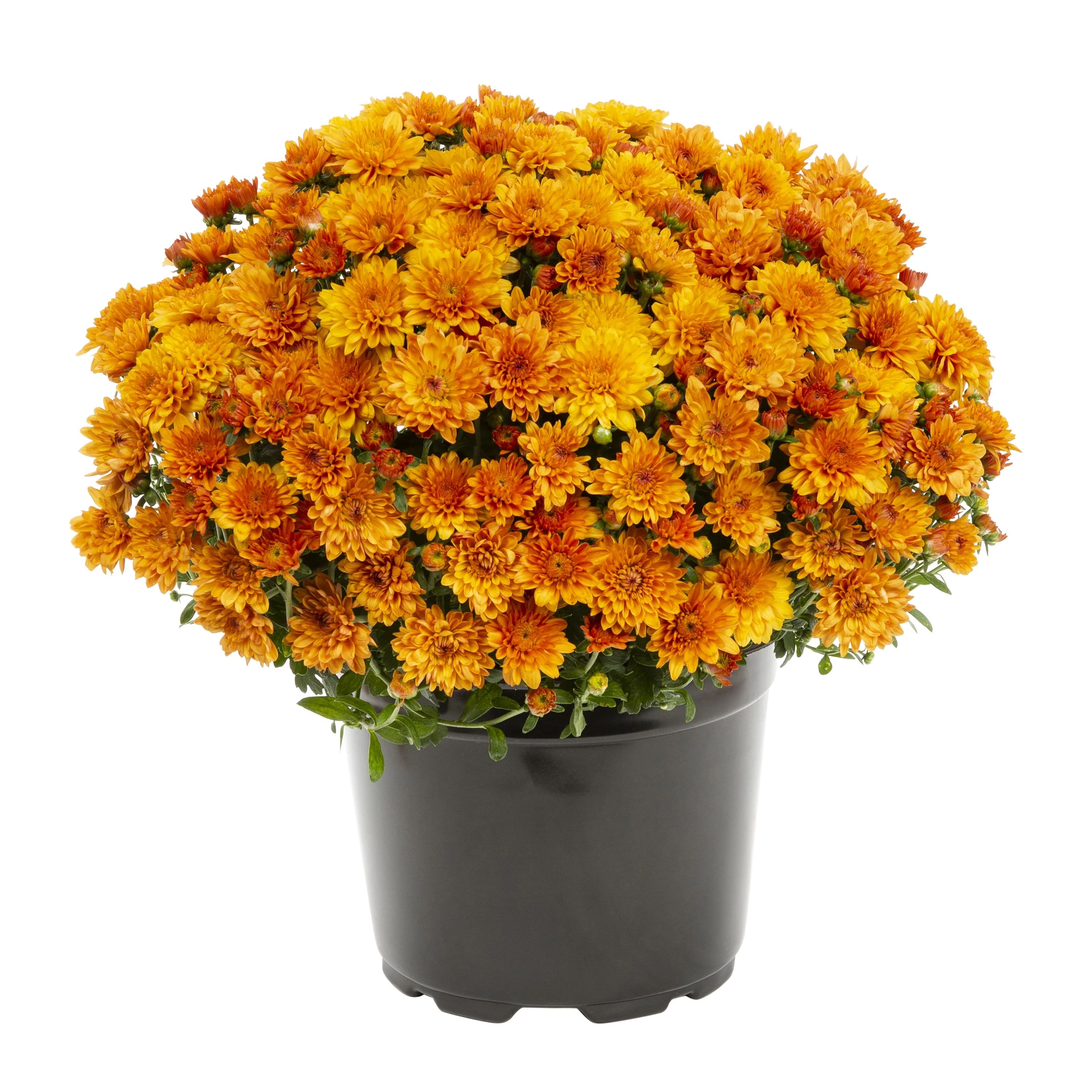 Expert Gardener 8in Mum Orange Live Plants Sun with Grower Pot | Walmart (US)