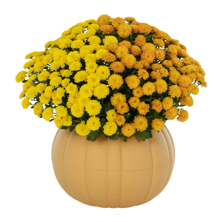 Better Homes & Gardens 3QT Orange Yellow Chrysanthemum Live Perennial Plant Sun | Walmart (US)